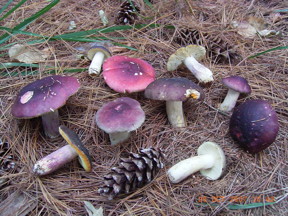 Russula sardonia Cfr. Inocybe sp.